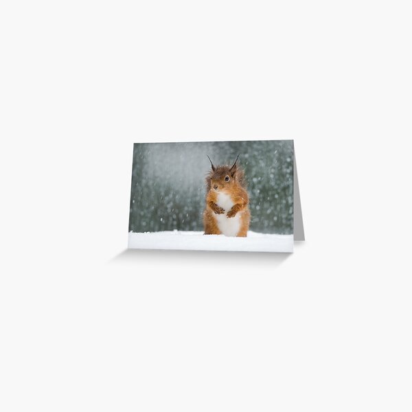 Item preview, Red Squirrel in the Snow designed and sold by Nigel Tinlin.