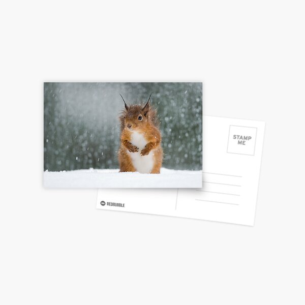 Item preview, Red Squirrel in the Snow designed and sold by Nigel Tinlin.