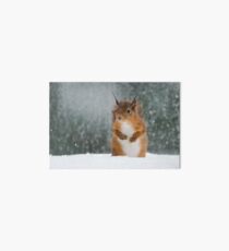 Red Squirrel in the Snow Art Board