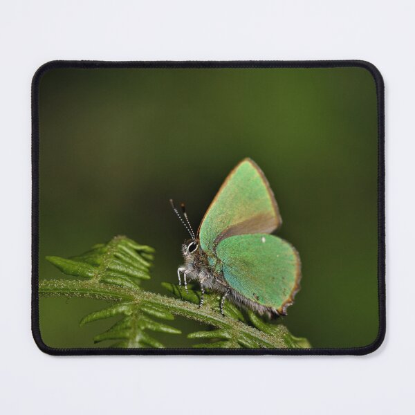Item preview, Green Hairstreak - Callophrys rubi designed and sold by Christian Moss.