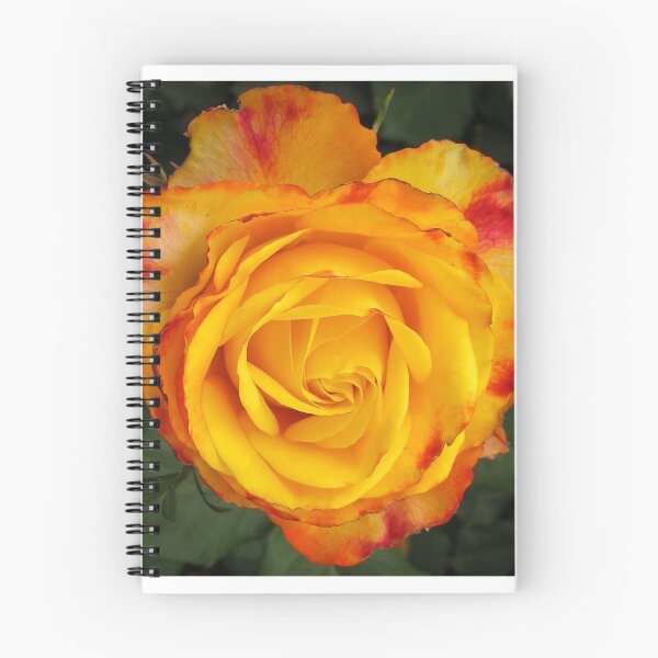Item preview, Rose - Tequila_Sunrise designed and sold by DPalmer.