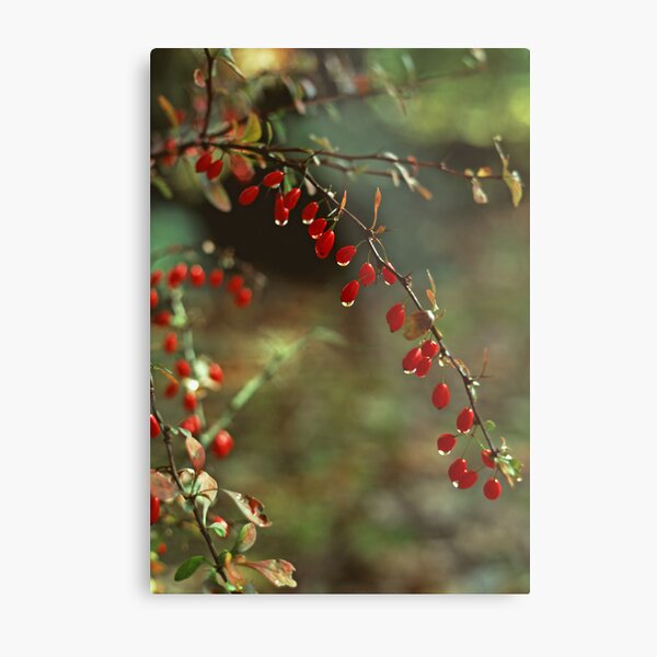American Barberry with Raindrops Metal Print