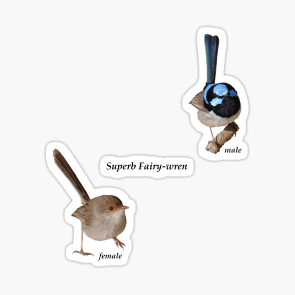 Superb Fairy-wrens male and female 4 Sticker
