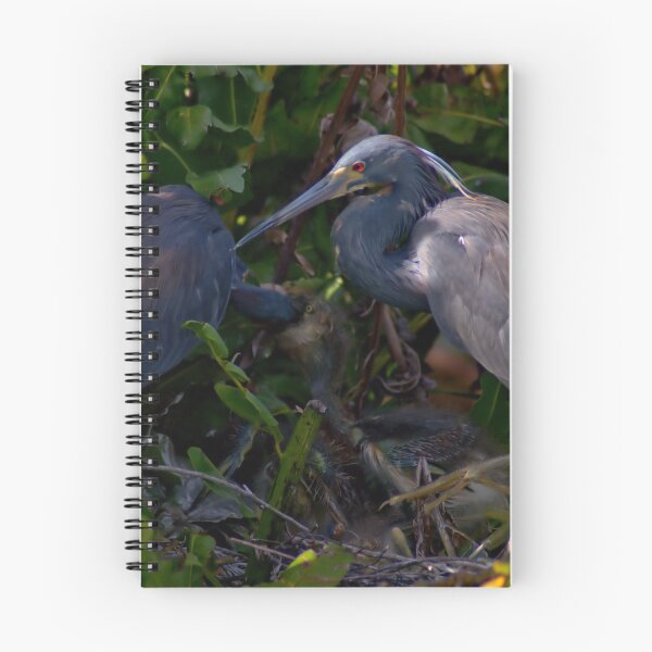 Item preview, Tricolored Heron Feeding designed and sold by KayakErica.