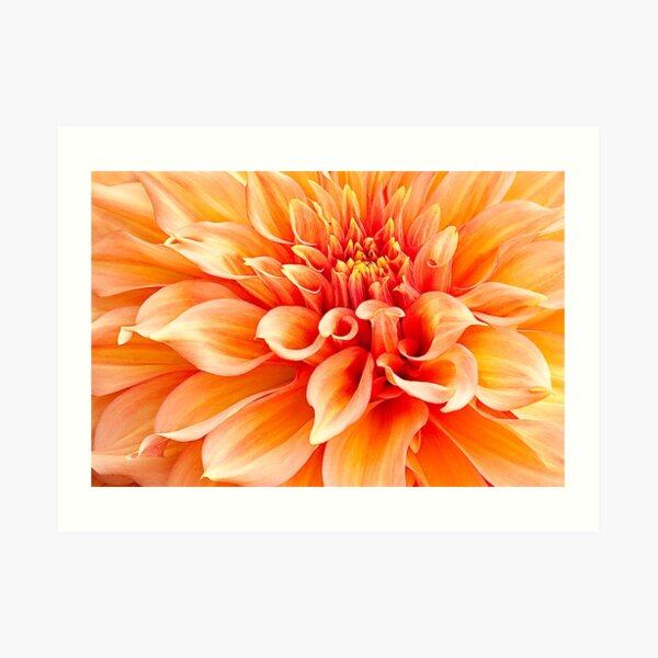 Dahlia in Orange Art Print