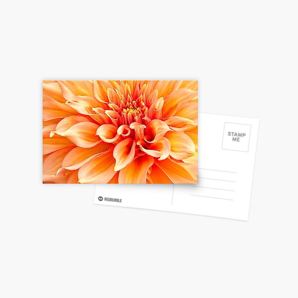 Dahlia in Orange Postcard
