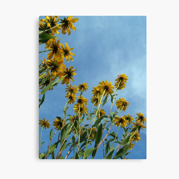 Brown-eyed Susans to the Sky! Canvas Print