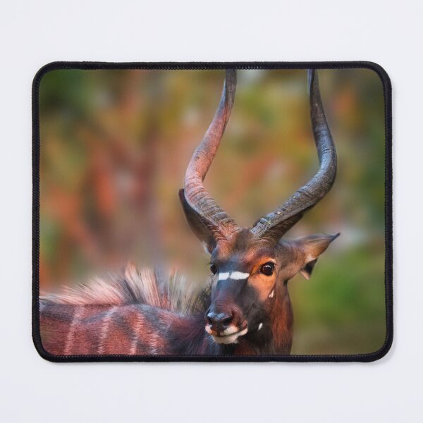 Item preview,  Nyala in the Evening Sun designed and sold by Viv Thompson Photography .