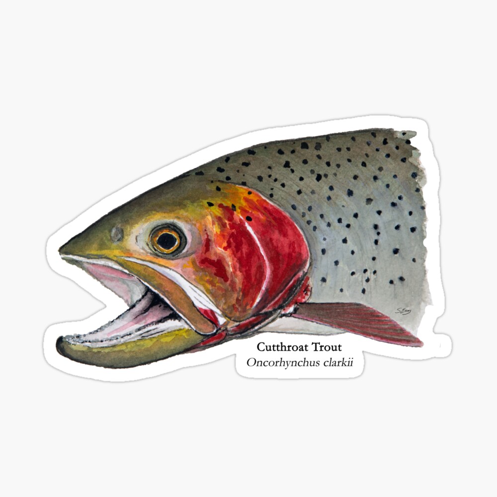 Cartoon Style Line Drawing Cutthroat Trout Oncorhynchus Clarkii