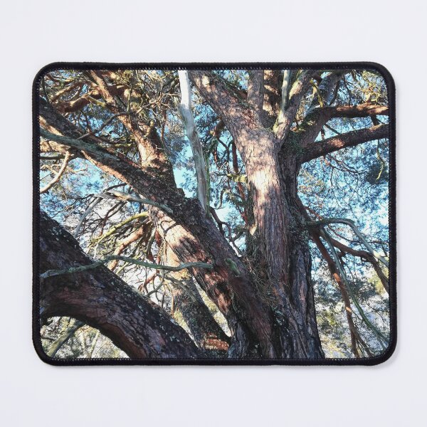 Item preview, Winter tree in sunshine designed and sold by esvb.