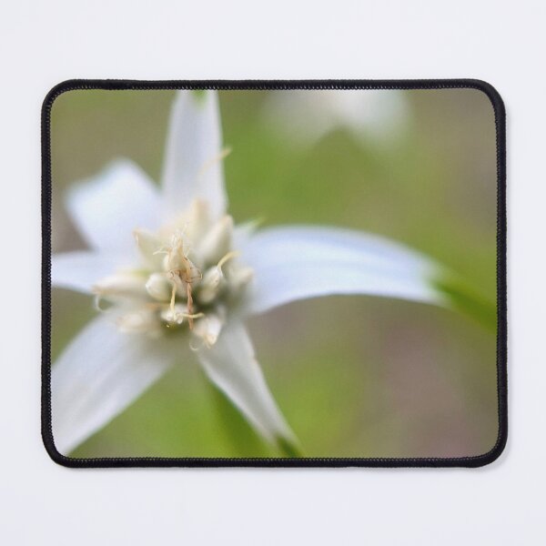 Item preview, White Star designed and sold by Jason Tompkins.