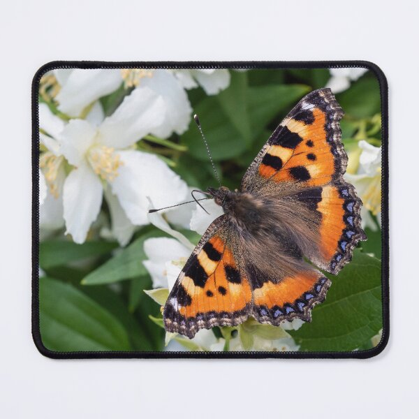 Item preview, Butterfly on jasmine flower, Orange Tortoiseshell butterfly designed and sold by LubosChlubny.