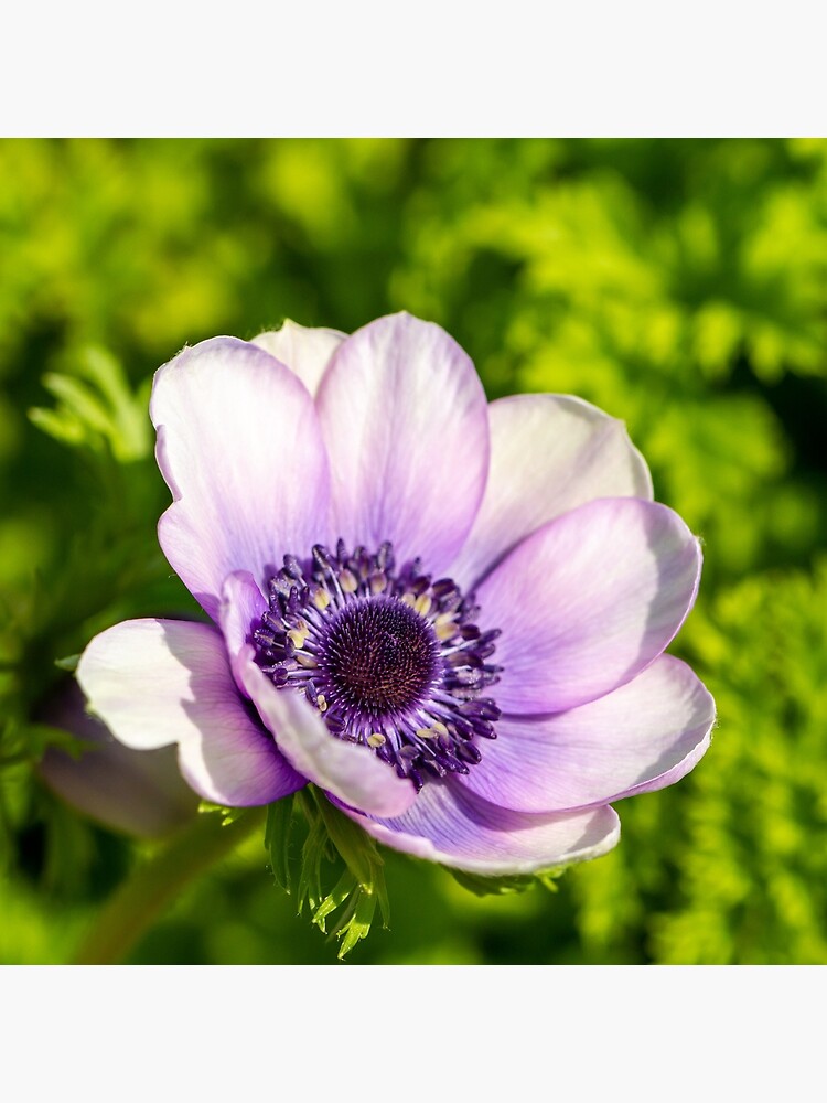 Poppy Anemone In Spring by Tanya24