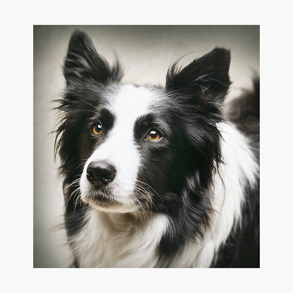 Item preview, Working Border Collie designed and sold by ernest123.