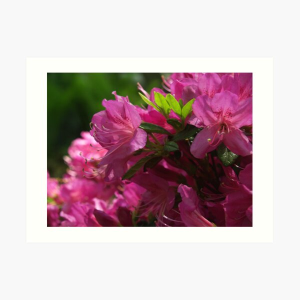 Fuchsia Azalea in Full Glory Art Print