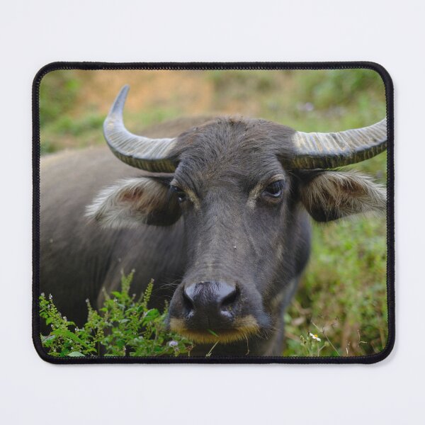 Item preview, Water Buffalo designed and sold by errric.