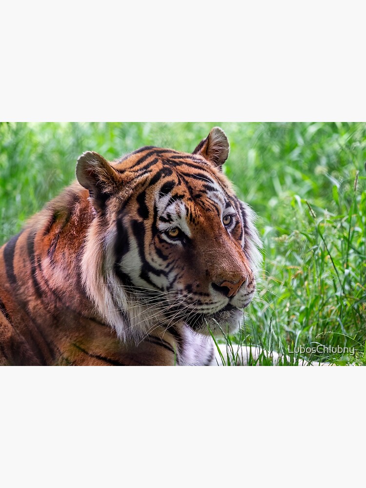 Flower meadow with tiger. Amur tiger walk in the cotton grass