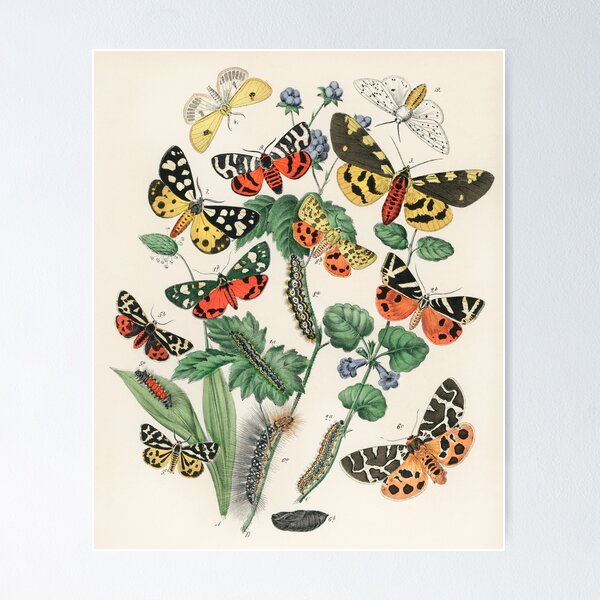 Aperçu de l'œuvre Illustration vintage de papillon et de papillon de nuit créée et vendue par GazCoDesign.