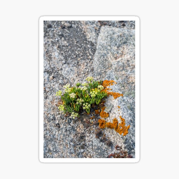 Aperçu de l'œuvre Plantez des merveilles sur le rocher créée et vendue par OskiOnTour.