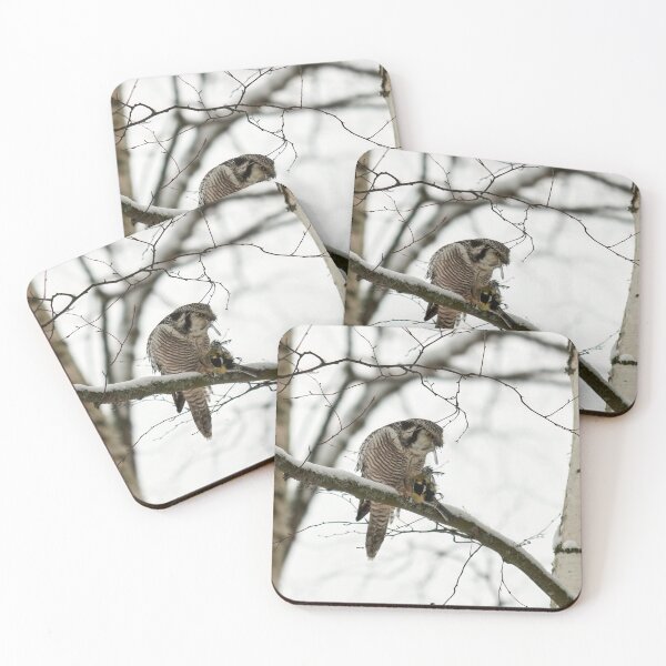 Item preview, Too many feathers. Northern hawk-owl designed and sold by Jouko Lehto Photography.