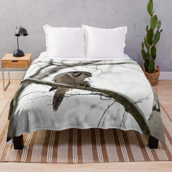 Item preview, Too many feathers. Northern hawk-owl designed and sold by Jouko Lehto Photography.