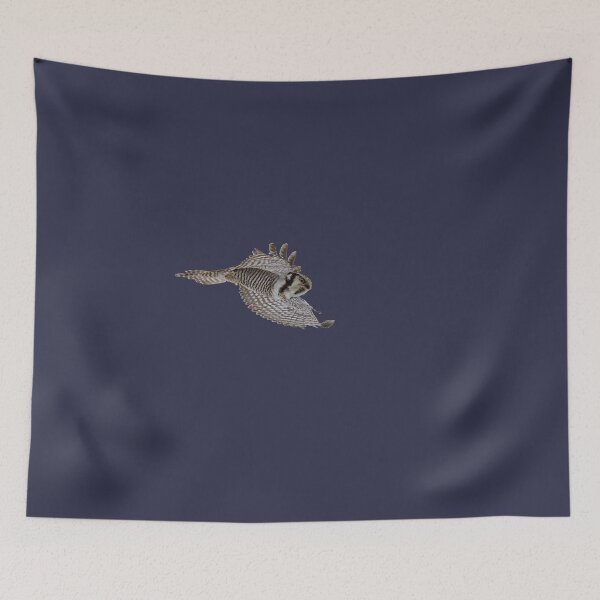 Item preview, On the fly. Northern hawk-owl transparent designed and sold by Jouko Lehto Photography.