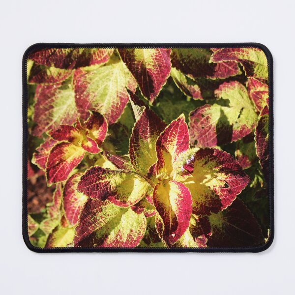 Item preview, Coleus Leaves designed and sold by Cynthia48.