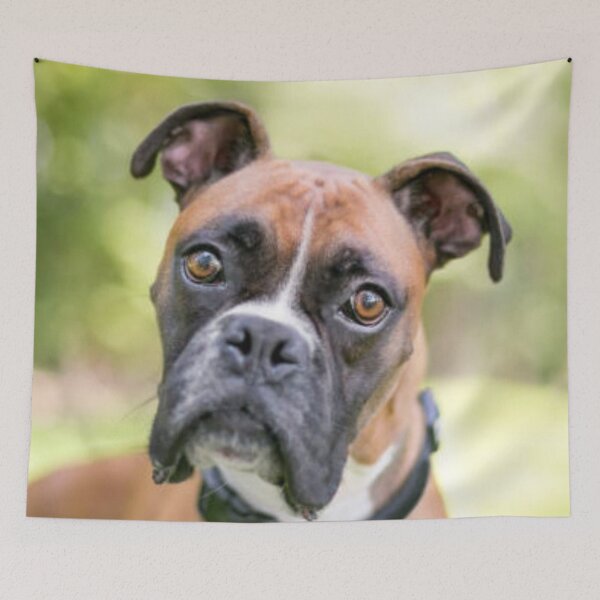 Item preview, Boxer Dog Puppy Curious designed and sold by DesignVertex.