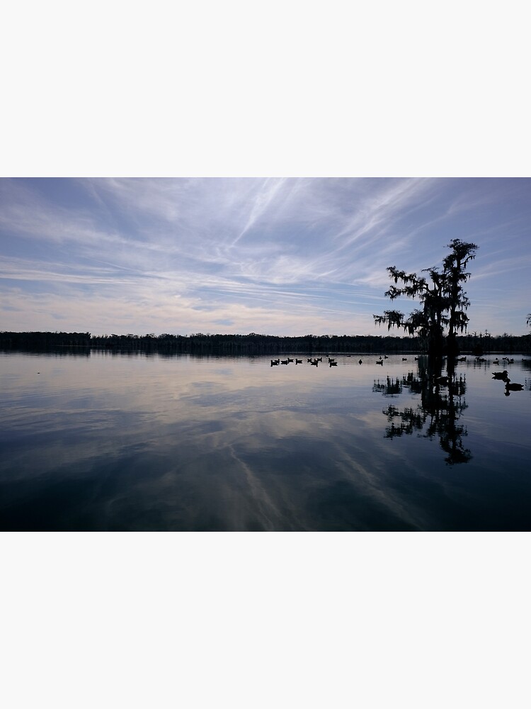 "Lake Martin swamp in Breaux Bridge Louisiana." Poster for Sale by