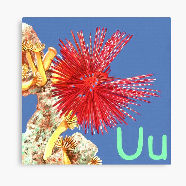 U is for Urchin Canvas Print