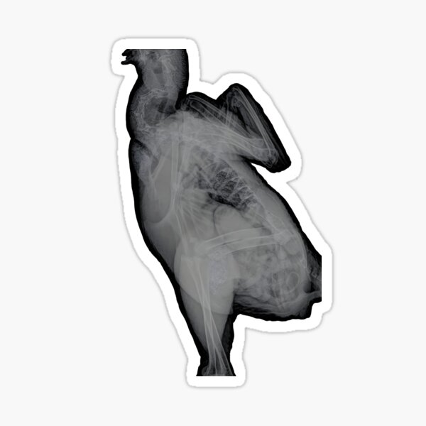 Rooster X-Ray Sticker