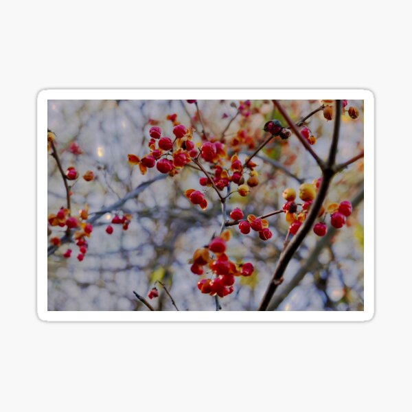 Item preview, Winter berries designed and sold by 12katiekitty.