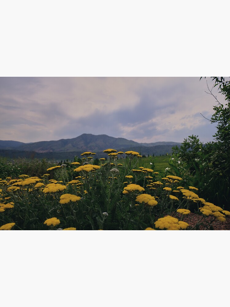 "View from Forsberg Iron Spring Park with Fernleaf yarrow" Sticker for