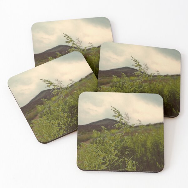 Item preview, Hungarian Brome at Matthews Winters Park in Golden Colorado designed and sold by chillbilldill.