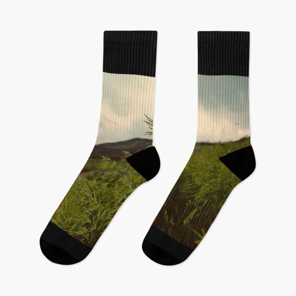 Item preview, Hungarian Brome at Matthews Winters Park in Golden Colorado designed and sold by chillbilldill.