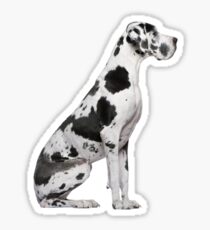 Harlequin Great Dane Sticker