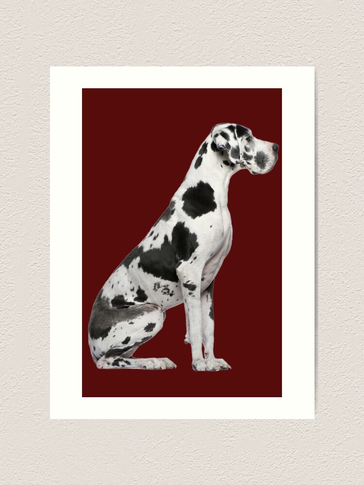 Harlekin Deutsche Dogge Kunstdruck Von Slinky Reebs Redbubble