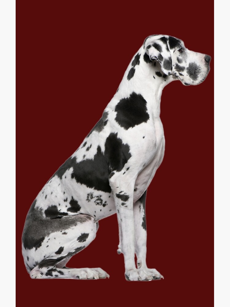 Reverse Harlequin Great Dane Harlequin Great Dane