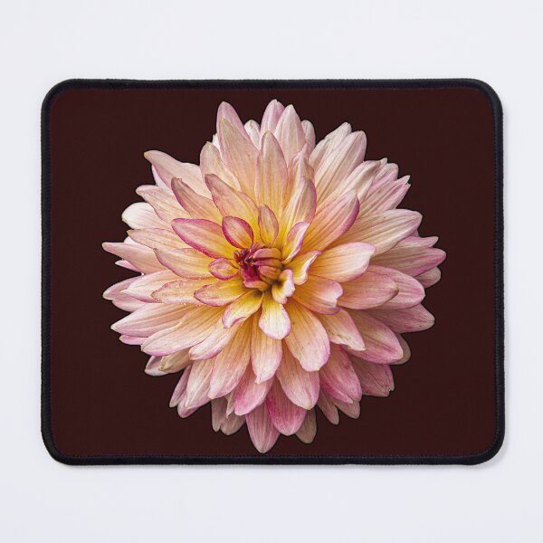 Item preview, Lovely Single Chrysanthemum designed and sold by TTDean.