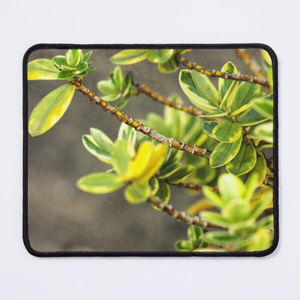 Item preview, green plant designed and sold by Francespoppy.
