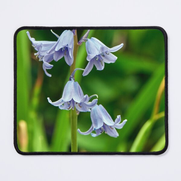 Item preview, Bluebells designed and sold by Tom McPherson Photography.