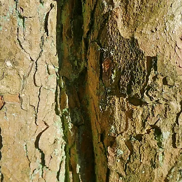 Artwork thumbnail, Tree bark pattern by AdioraStore