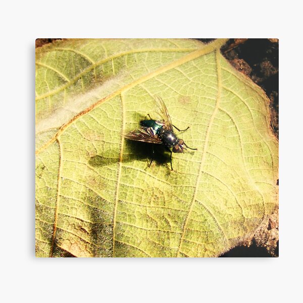 i heard a fly buzz.... Metal Print