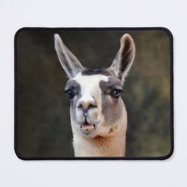 Item preview, Llama designed and sold by Savannah Gibbs.