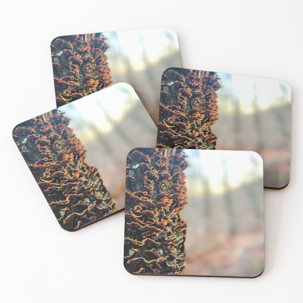 Item preview, Turkey Tails In Sidelight designed and sold by Jason Tompkins.