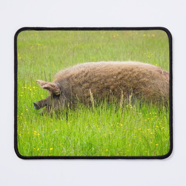 Item preview, Mangalica Pig Grazing in Summer Grass designed and sold by Dorset Girl.