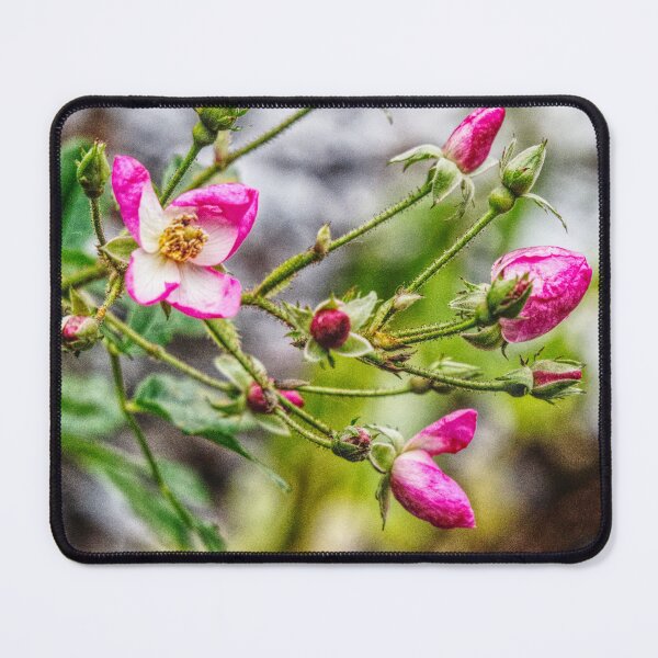 Item preview, Miniature Rose Bush in winter Bloom  designed and sold by jalfc46.