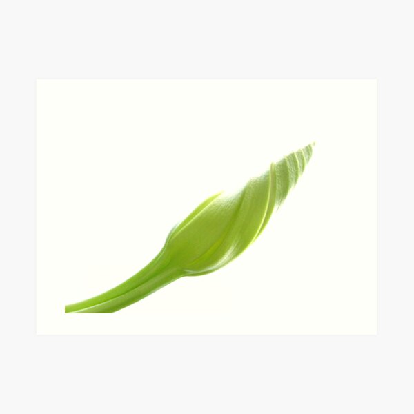 Moonflower Vine Bud on White Art Print