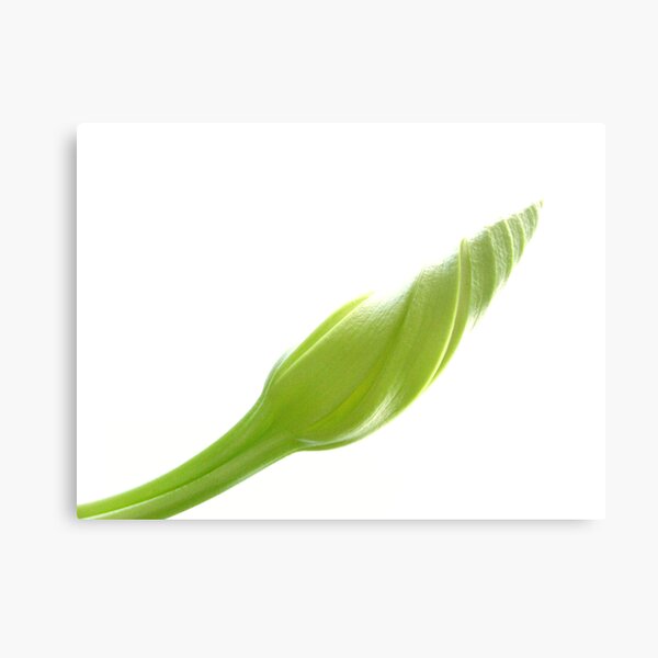 Aperçu de l'œuvre Moonflower Vine Bud on White créée et vendue par Anna Lisa Yoder.