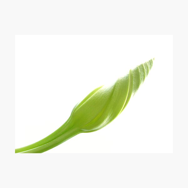 Aperçu de l'œuvre Moonflower Vine Bud on White créée et vendue par Anna Lisa Yoder.